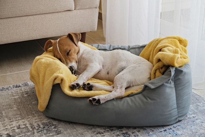 1. Nest Beds Are Great for Dogs Who Like to Curl Up, While Flat Mattresses Suit Those Who Sleep Sprawled Out