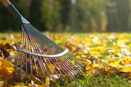 Looking to Keep Your Grass Neat and Moss-Free? Try a Lawn Rake