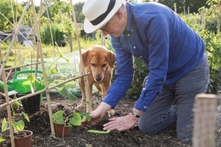 Organic Fertiliser Is Safer if You Have Pets at Home