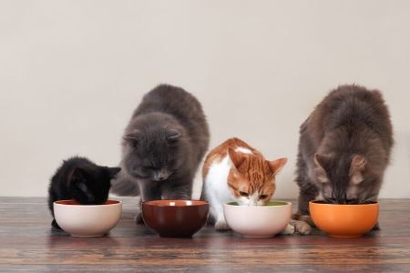 Why Should You Buy Food That's Specially Formulated for Kittens?