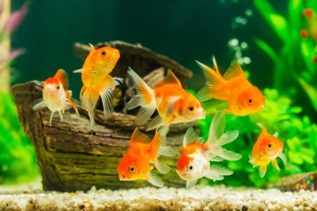 1. Choose a Lively Fish Tank Theme That Encourages Exploration, or Mix a Few Themes Together
