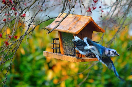 3. Pick a Bird Feeding Station With a Style That Brings Your Garden to Life Such as Wood and Brass