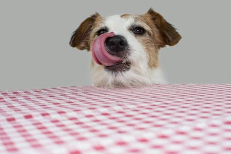 3. Look For Flavoured Supplements That Resemble Treats to Encourage Your Dog to Take Them 