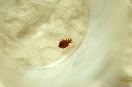 What to Do if You Have a Bed Bug Infestation and How Bed Bug Spray Can Help