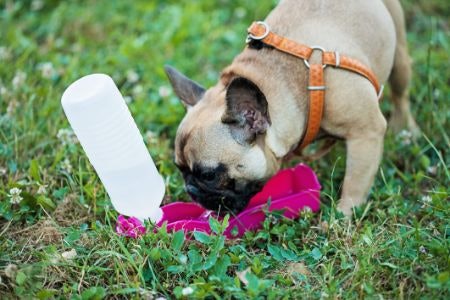 3. Opt For a Drinking Cup With a Wide Shape for Wide-Tongued and Flat-Snouted Dogs, but Narrow Models Are Fine for Others