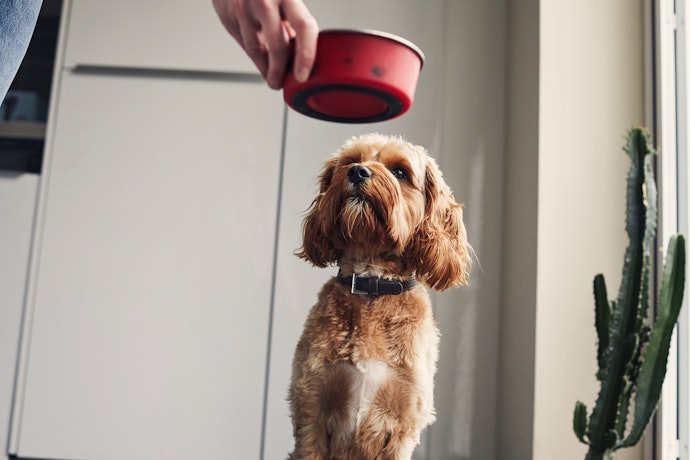 1. Choose a Complete Meal if You’re After Convenience, or Add a Complementary Food to Improve Your Dog’s Current Diet