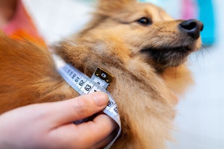 1. Check That the Collar Will Fit Your Dog Correctly, Ensuring That It’s Suitable for Their Breed and Head Shape