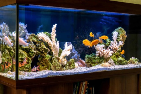 2. Consider Your Chosen Species’ Space Requirements and Always Opt for a Tank With a Minimum of 2 Litres of Water per Fish