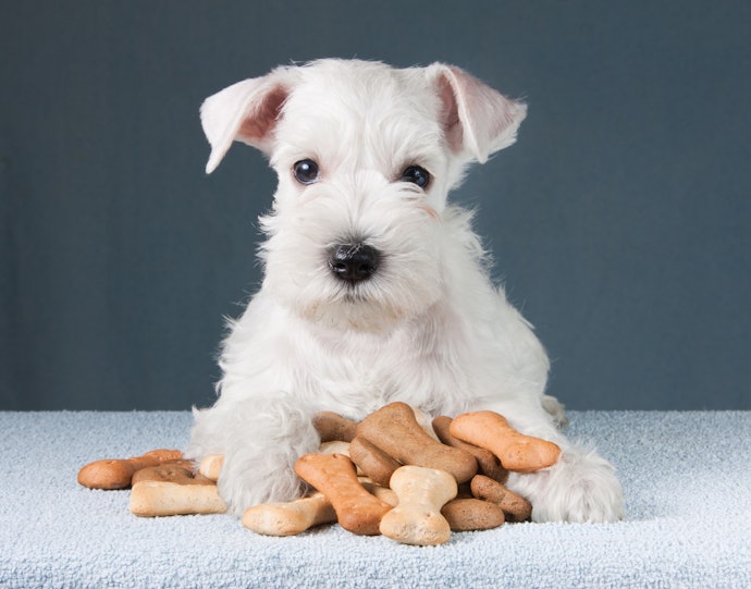 2. Select a Flavour That Your Dog Will Find Irresistable Such as Cheese, Meats or Sweet Potato 