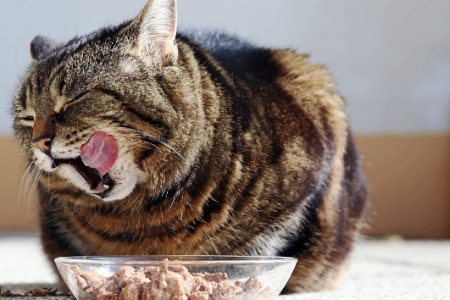 5. If You Want Your Cat to Enjoy Losing Weight, Pick a Stimulating Flavour Like Chicken