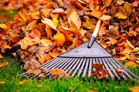 Leaf Rakes Are Made of Plastic to Avoid Spearing Foliage 