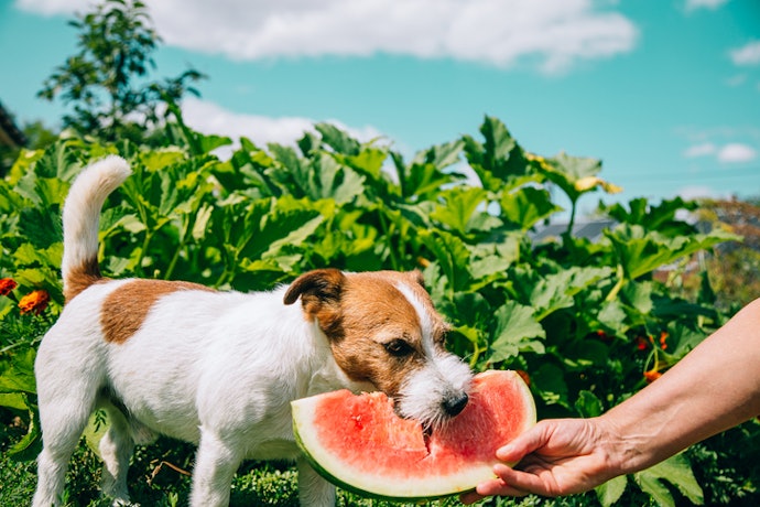 4. Consider Vegan Dog Food if You're an Animal-Friendly Household