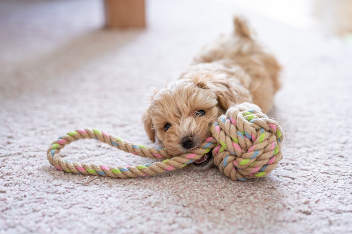 1. Choose a Lightweight Toy for Puppies and Small Breeds, but Consider Thicker Heavy-Duty Ropes for Large Breeds and Heavy Chewers