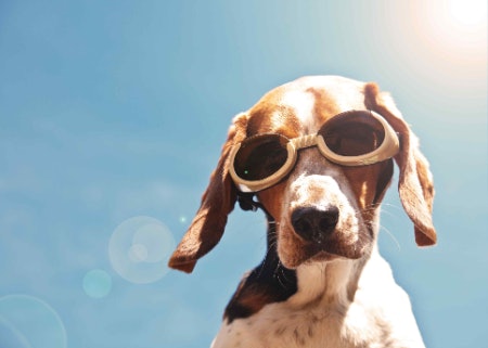1. Consider Your Dog’s Activities and Decide Whether the Goggles Need to Be Waterproof, Windproof or Have UV Protection