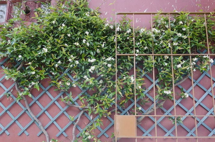 Trellises Provide Support for Climbing Plants and Vegetables