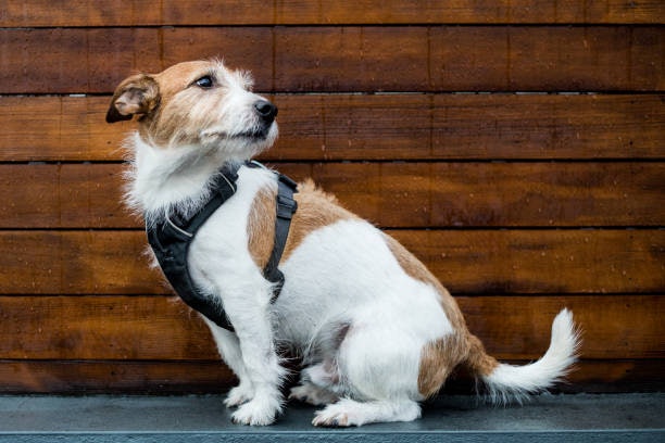 1. Make Sure to Choose a Style of Harness That's Suitable for Your Dog's Personality and Age