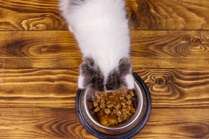 1. Select Food With the Right Ingredients and Nutrients to Meet a Growing Kitten’s Needs
