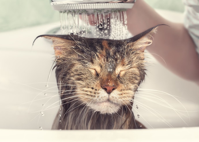 Tips on Shampooing Your Cat