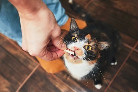 1. Consider Treats That Will Keep Your Feline Friend Healthy and Encourage Good Behaviour