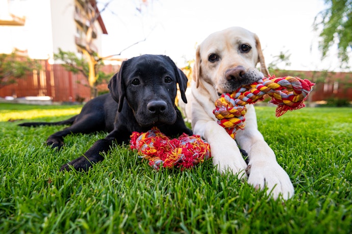 2. Ensure Your Chosen Toy Is Non-toxic and Chew Safe and Consider the Environmental Impact of Its Materials