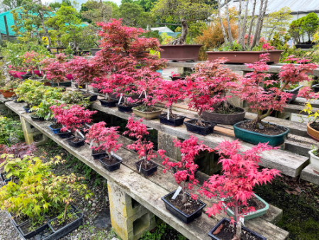 2. Take a Look at the Species of Bonsai Tree – There Are Red, Purple and Orange Varieties Too