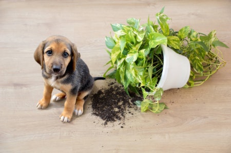 4. Take Into Account How Delicate the Plant Is, Especially for Puppies or Playful Dogs 