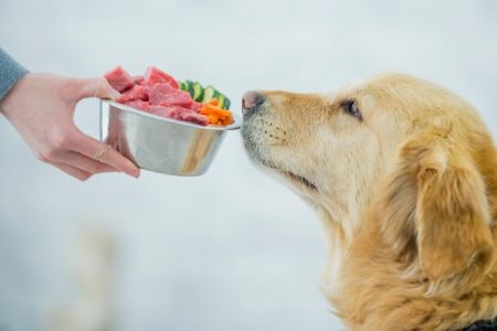 1. Check the Ingredients and Their Quantities to Keep Your Pet in Optimum Health