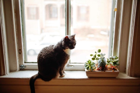 2. Check the Levels of Natural Light Your Home Receives to Help You Decide Whether to Get an Indoors or Outdoors Plant  