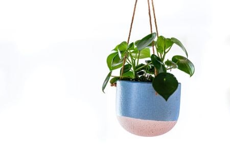 3. Decide Between a Free-Standing or Hanging Plant Pot, Depending on How Much Space You Have