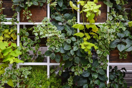More Ways to Grow and Display Outdoor Plants