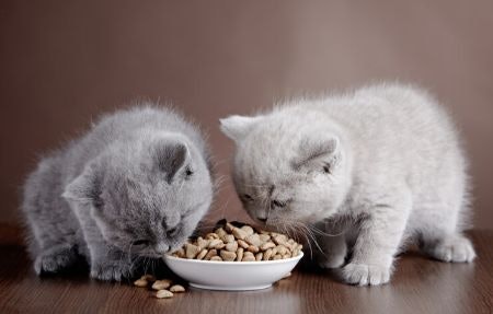2. Go For Moisture-Rich Wet Food to Keep Your Kitten Hydrated, or Mix With Dry Food for Added Crunch