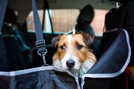 2. Consider the Safety Functions Such as How the Dog Is Secured and How the Seat Is Anchored