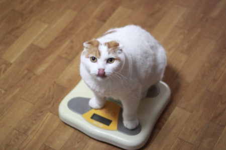 2. Check the Weight of the Meal: Consider 85 - 100 g Portions for Wet Food and 50 - 70 g for Dry Food