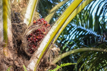 4. To Protect the Planet, Avoid Palm Oil Unless It’s Been Sustainably Produced