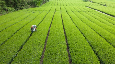 You Want ‘Matcha Powder’ Not ‘Powdered Green Tea'