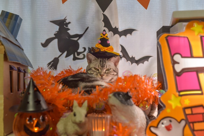Tips for Keeping Cats Happy at Halloween