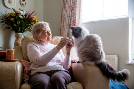 4. Make Sure to Check if It's Suitable for Your Cat's Age, Especially if You Have an Older Cat
