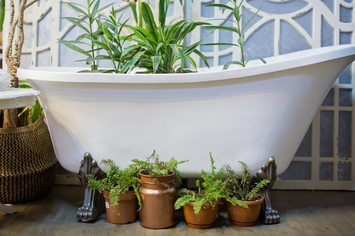 2. Choose Humidity Loving Plants That Can Withstand Temperature Fluctuation