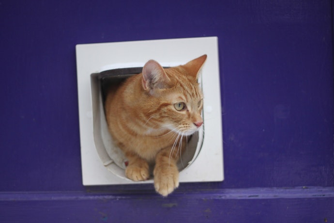 1. Make Sure to Choose the Type of Cat Flap That'll Allow Your Cat Come and Go Conveniently