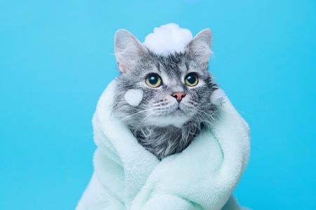 1. Choose Between Traditional Shampoo, 2-In-1, or a Waterless Formula Depending on Your Cat’s Fur and How Comfortable They Are Bathing