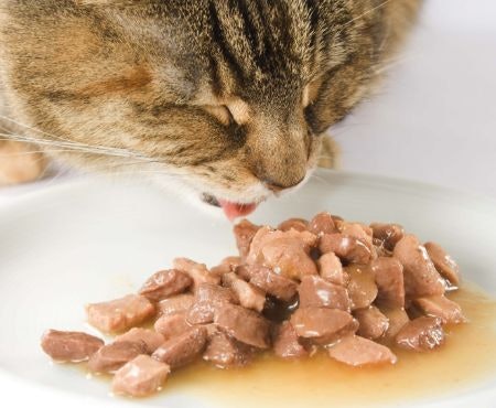 4. Make Sure You Pick a Product Containing Vital Minerals Such as Calcium and Phosphate for Perfect Cat Health