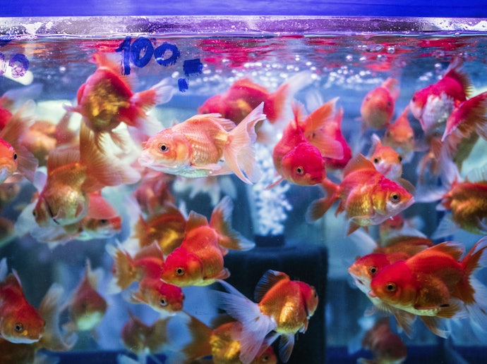 1. Ensure the Tank Is Big Enough for the Type and Number of Fish: You’ll Need a Minimum of 10 Litres for 5 Fish