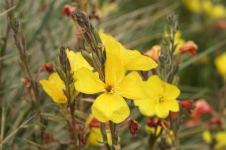 What Are the Benefits of Using Evening Primrose Oil?