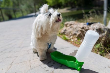 2. Make Sure to Pick a Bottle Material That's Safe for Your Dog to Drink From