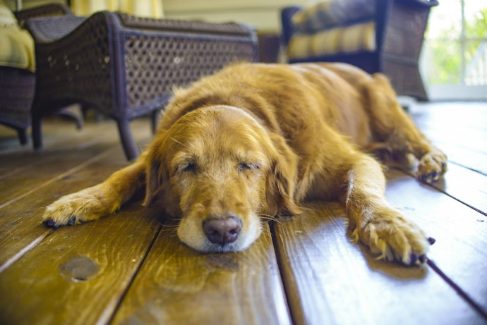 3. Give Your Senior Dog Food That’s No More Than 350 Calories per 100g to Prevent Canine Obesity and Arthritis 