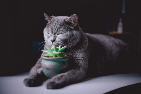 3. If You Own Pets, Go for Leafy Greens That Are Safe Like Spider Plants, Areca Palms and Bamboo Palms