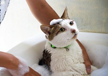 4. Try Using a Hypoallergenic Formula Without Soap, Sulphates, or Parabens on Cats With Sensitive Skin 