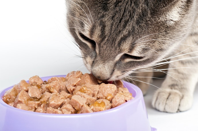 3. Make Sure to Select a Mix With at Least 35% Protein to Meet Your Cat's Dietary Requirements