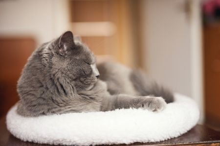 1. Choose a Practical Bed Type Based on the Personality of Your Cat and Where They Like to Sleep