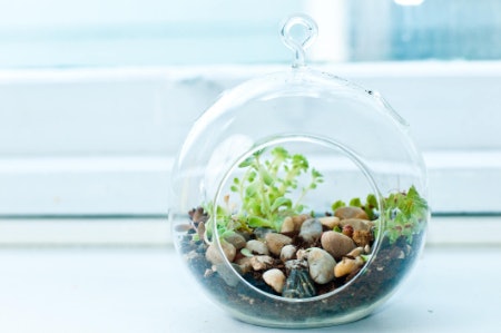 2. Select a Terrarium Made of Clear Glass to Create a Sophisticated Look and Ensure Your Plants Receive Lots of Light 